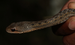 Thamnosophis infrasignatus