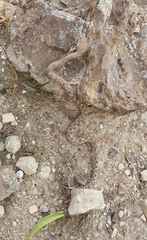 Echis coloratus