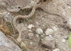 Echis coloratus