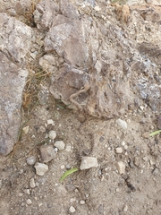 Echis coloratus