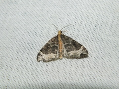 Ecliptopera capitata