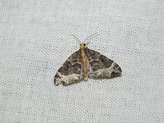 Ecliptopera capitata