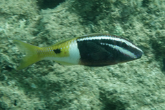 Parupeneus barberinoides