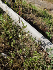 Trifolium alexandrinum