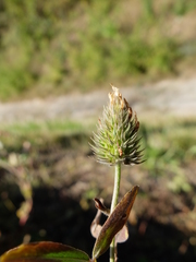 Trifolium alexandrinum