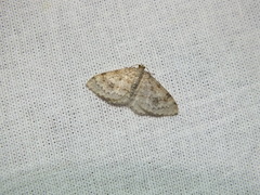Hydrelia sylvata