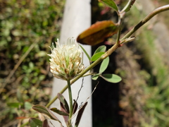 Trifolium alexandrinum