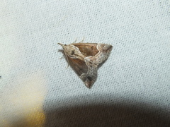 Hypena crassalis