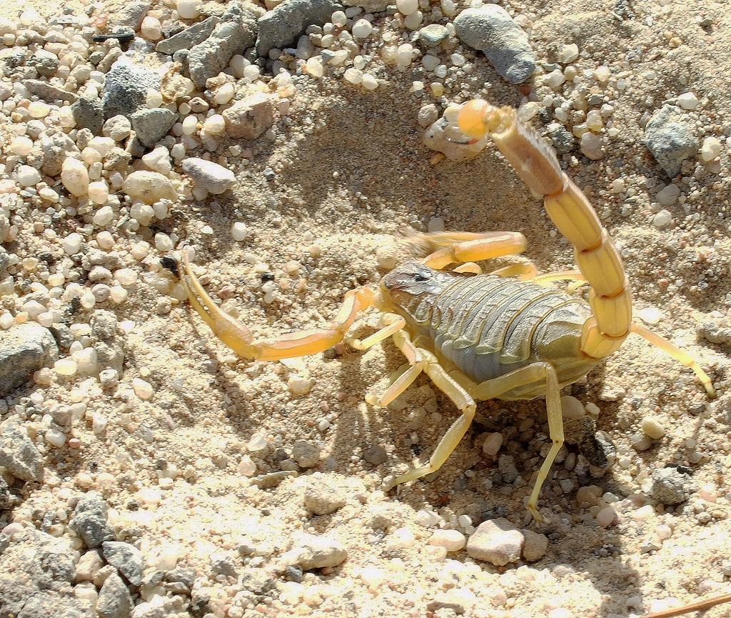 Deathstalker (Leiurus quinquestriatus)