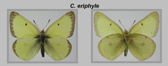 Colias philodice eriphyle
