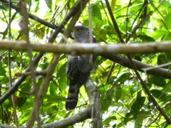 Hierococcyx nisicolor