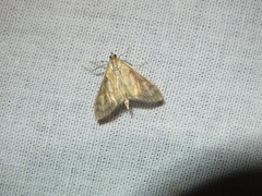 Paratalanta pandalis