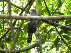 Hierococcyx nisicolor