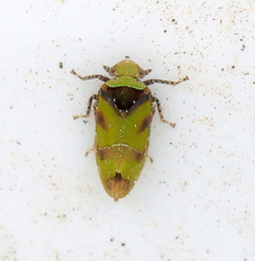 Tettigometridae