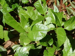 Chloranthus henryi