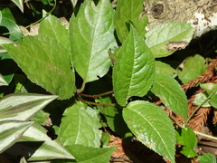 Chloranthus henryi