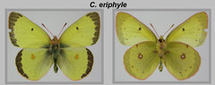 Colias philodice eriphyle