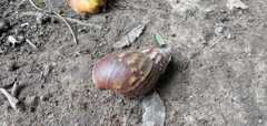 Lissachatina fulica