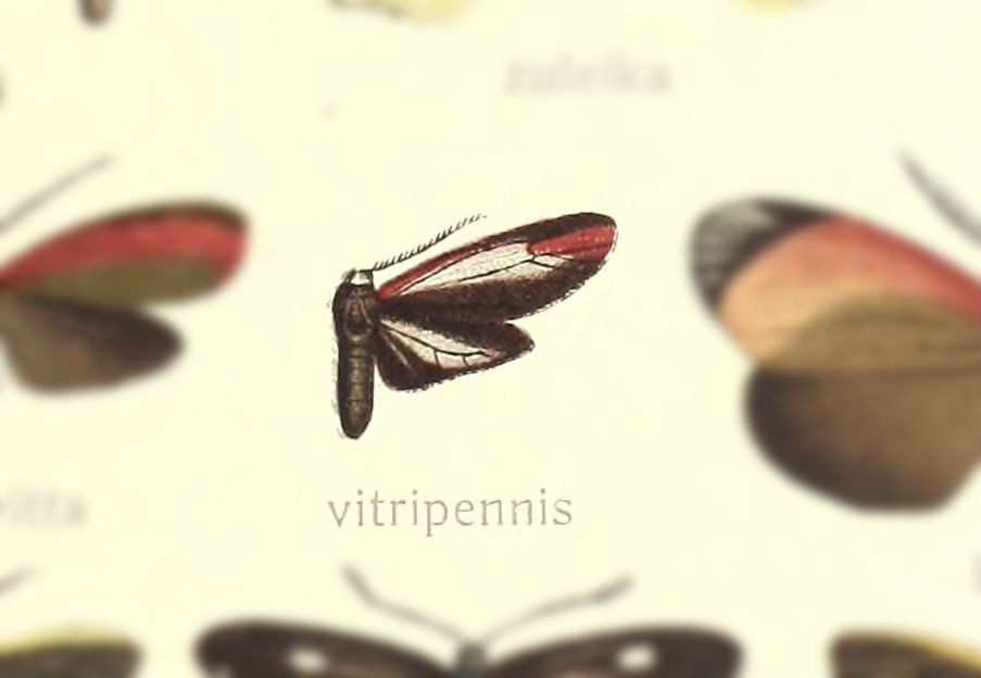 Retina vitripennis