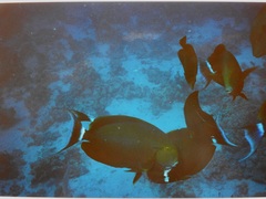 Acanthurus gahhm