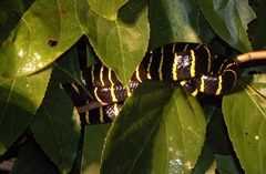 Boiga dendrophila