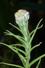 Pseudognaphalium brachypterum