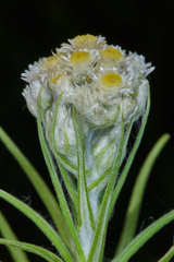 Pseudognaphalium brachypterum