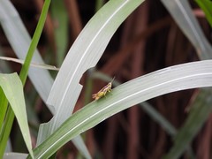 Pseudoxya
