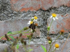 Caltoris cahira austeni