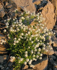 Peltaria alliacea