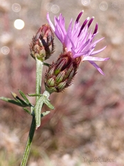 Centaurea limbata