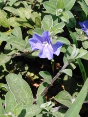 Evolvulus glomeratus