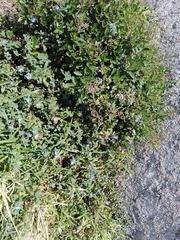 Evolvulus glomeratus