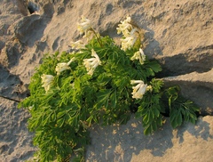 Pseudofumaria alba acaulis