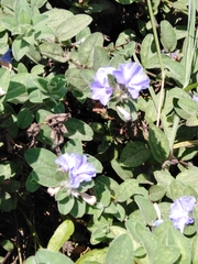 Evolvulus glomeratus