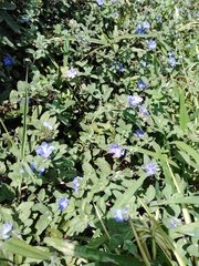 Evolvulus glomeratus