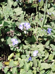 Evolvulus glomeratus