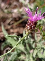 Centaurea limbata