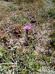Centaurea limbata