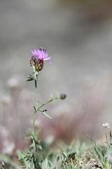 Centaurea limbata