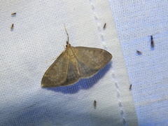 Anania fuscalis