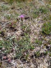 Centaurea limbata