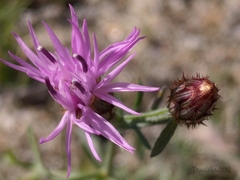 Centaurea limbata