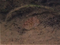 Parequula melbournensis