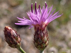 Centaurea limbata