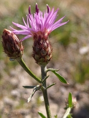 Centaurea limbata