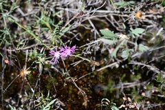Centaurea limbata