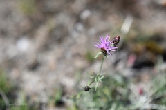 Centaurea limbata