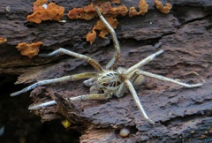 Ancylometes concolor