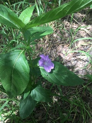 Ruellia strepens